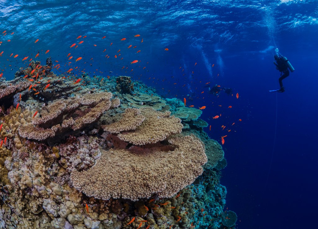 Southern Red Sea